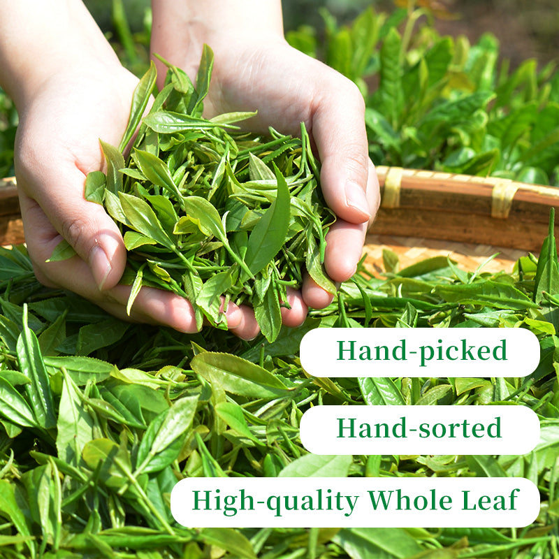 2024 First Flush Premium Early Spring Dragon Well Long Jing